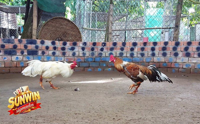 Đá Gà Cựa Sắt - Khái niệm cơ bản cần hiểu